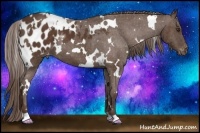 Horse Color:White Spotted Liver Chestnut Appaloosa 