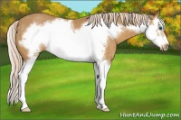 Horse Color:Palomino Splash Frame Rabicano 