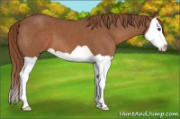 Horse Color:Chestnut Splash 
