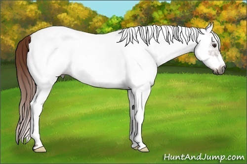 Horse Color:Gray White Spotted Chestnut Frame 