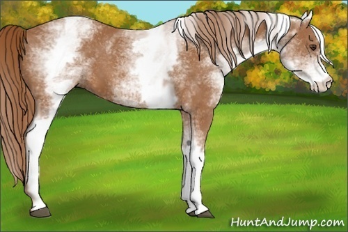 Horse Color:White Spotted Chestnut 