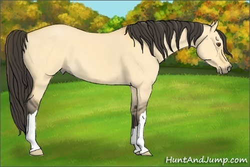 Horse Color:Buckskin Dun 