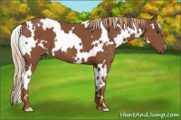 Horse Color:White Spotted Chestnut 
