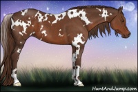 Horse Color:White Spotted Liver Chestnut 