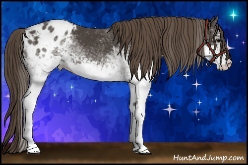 Horse Color:White Spotted Smoky Black Sabino Appaloosa Rabicano 
