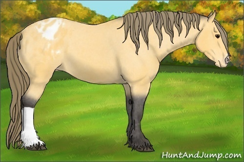 Horse Color: Unknown 