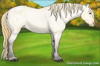 Horse Color:Buckskin Roan Dun Blanket 