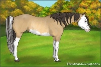 Horse Color:Buckskin Dun Splash Rabicano