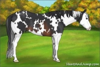 Horse Color:White Spotted Brown Splash 