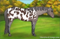 Horse Color:Brown Appaloosa Rabicano 