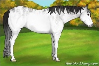 Horse Color:Gray White Spotted Brown Near Leopard 