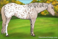 Horse Color:Chestnut Appaloosa 