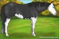 Horse Color:Black Splash 