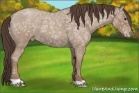 Horse Color:Classic Champagne Ice Roan 