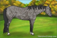 Horse Color:Grullo Ice 