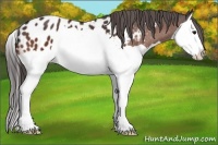 Horse Color:Bay Splash Appaloosa