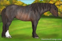 Horse Color:Brown Rabicano Brindle
