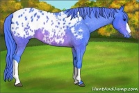 Horse Color:Watercolor Brown Appaloosa 