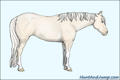 Horse Color: Unknown 