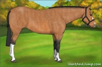 Horse Color:Bay  Brindle
