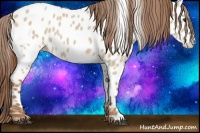 Horse Color:Red Dun Near Leopard 