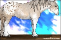Horse Color:Buckskin Sabino Blanket 