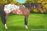 Horse Color:Brown Roan Appaloosa 