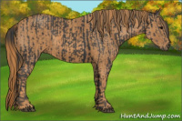 Horse Color:Brown Rabicano Brindle