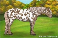 Horse Color:Chocolate Palomino Near Leopard 