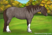 Horse Color:Liver Red Roan 