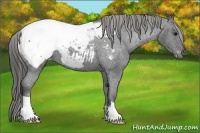 Horse Color:Black Snowcap