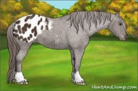 Horse Color:Liver Chestnut Appaloosa 