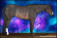 Horse Color:Brown Rabicano  Brindle