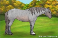 Horse Color:Brown Roan Snowcap 