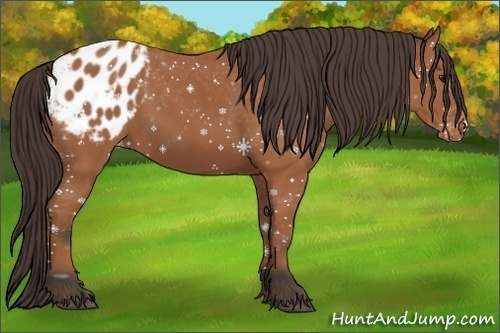 Horse Color: Bay Blanket 
