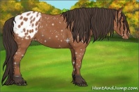 Horse Color:Bay Appaloosa 