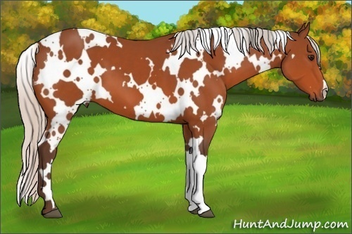 Horse Color: Unknown 