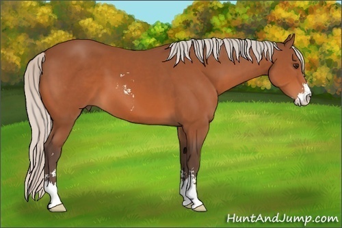 Horse Color: Unknown 