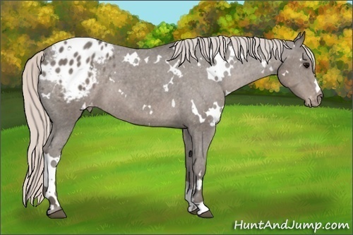 Horse Color: Unknown 