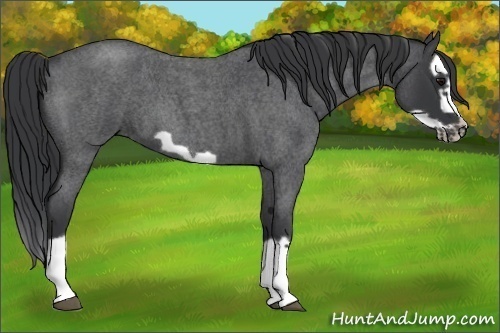 Horse Color: Blue Roan Splash Frame 