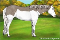 Horse Color:Silver Grullo Roan Splash 