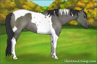 Horse Color:Grullo Tobiano 