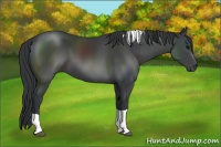 Horse Color:Black Tobiano