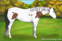 Horse Color:Bay Splash Tobiano 