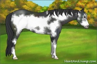 Horse Color:Black Sabino Frame 