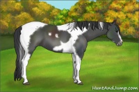 Horse Color:Black Tobiano Frame 