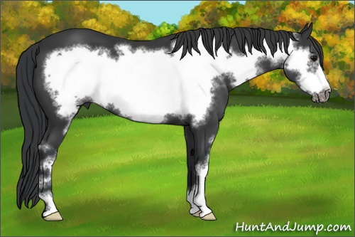 Horse Color: Black Sabino Frame 
