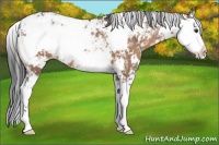 Horse Color:Brown Ice Dun Sabino