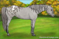 Horse Color:Grullo Appaloosa 