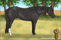 Horse Color:Smoky Black 
